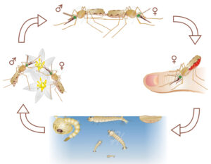 Life cycle of the mosquito Anopheles gambiae – BioGraphix