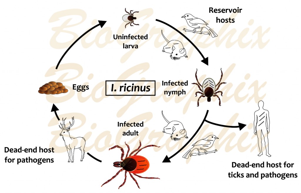 Tick life cycle – BioGraphix